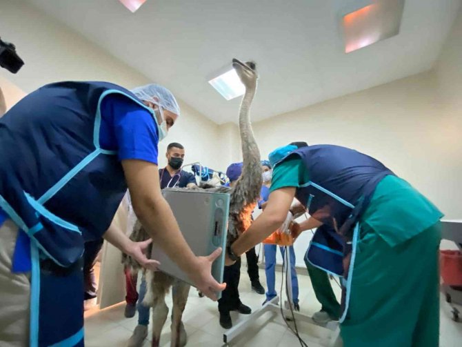 Deve Kuşu Midesinden Bıçak, Çivi, Çakmak, Plastik Boru Ve Çeşitli Yabancı Cisimler Çıkarıldı