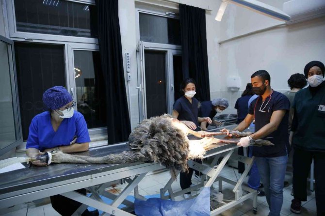 Deve Kuşu Midesinden Bıçak, Çivi, Çakmak, Plastik Boru Ve Çeşitli Yabancı Cisimler Çıkarıldı