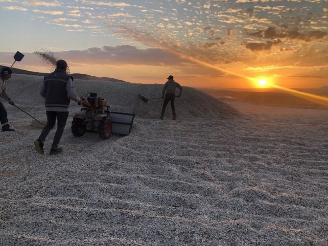 Çekirdek Hiç Bu Kadar Güzel Görünmemişti
