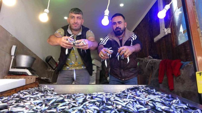 Yeni Av Sezonunda Hamsi İhracatından 1 Ayda 1,5 Milyon Doların Üzerinde Döviz Girdisi Sağlandı
