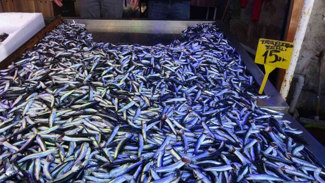 Yeni Av Sezonunda Hamsi İhracatından 1 Ayda 1,5 Milyon Doların Üzerinde Döviz Girdisi Sağlandı