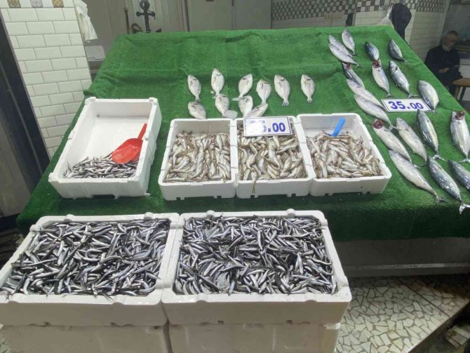 Hamsinin Yerini İ̇stavrit Aldı