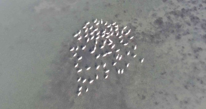 Flamingoların İ̇zmit Körfezi’ne Olan Tutkusu Fotoğraf Karesine Yansıdı