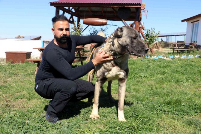 Anadolu Aslanları Kışa Hazırlanıyor