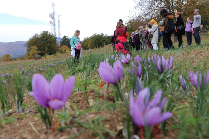 Yerli Ve Yabancı Turistlerin Gözdesi ’Safran Tarlaları’ İlçe Turizmini Hareketlendirdi