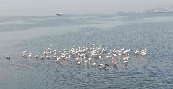 Flamingoların İ̇zmit Körfezi’ne Olan Tutkusu Fotoğraf Karesine Yansıdı