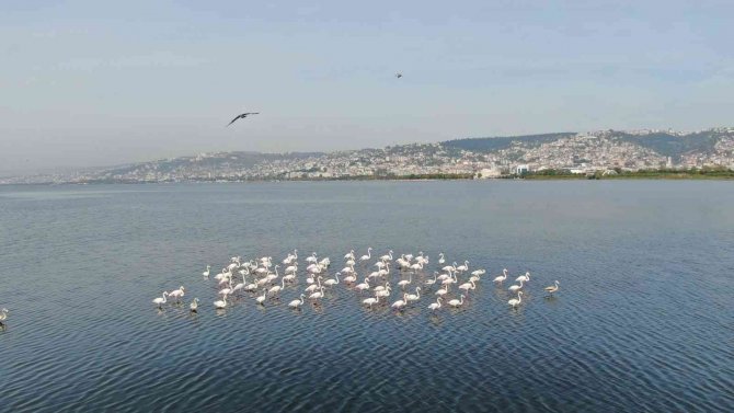 Flamingoların İ̇zmit Körfezi’ne Olan Tutkusu Fotoğraf Karesine Yansıdı