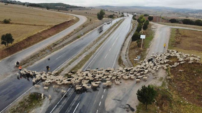 Şehir Merkezinden Geçen Koyun Sürüsü İlginç Görüntüler Oluşturdu