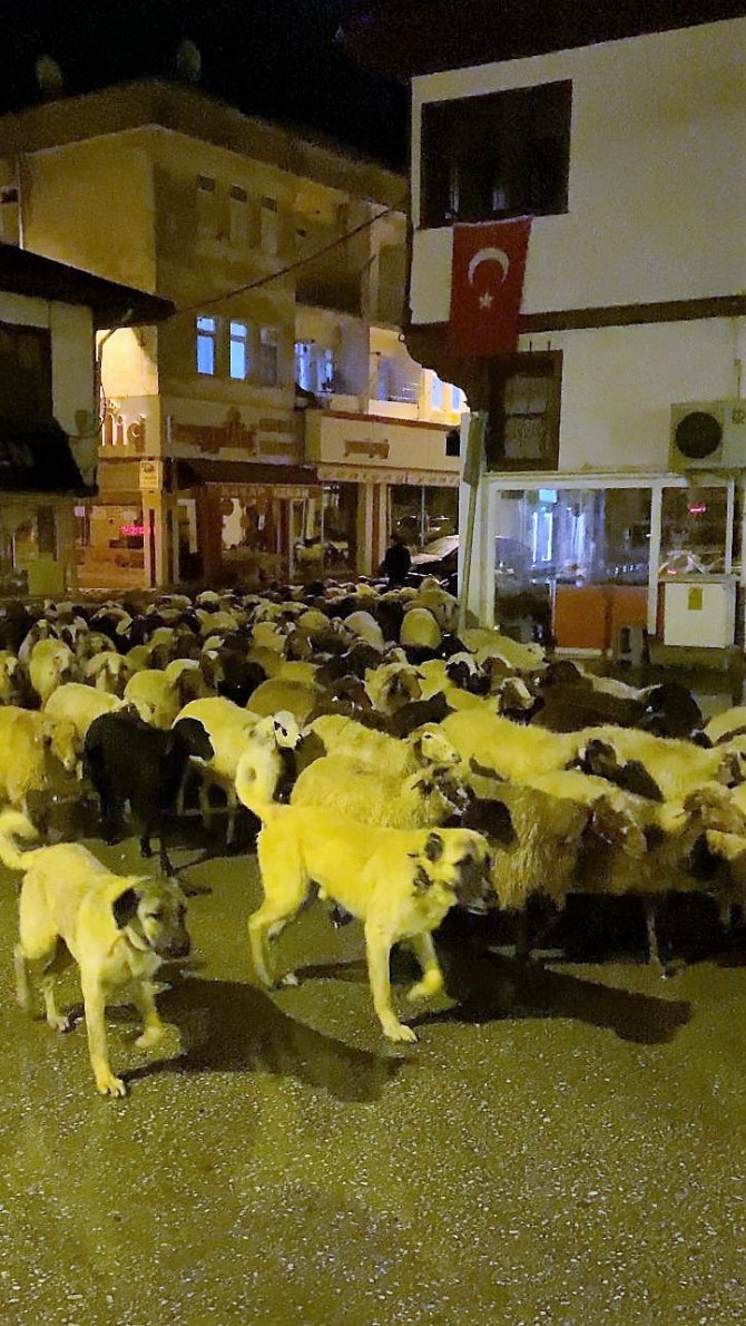 Şehir Merkezinden Geçen Koyun Sürüsü İlginç Görüntüler Oluşturdu