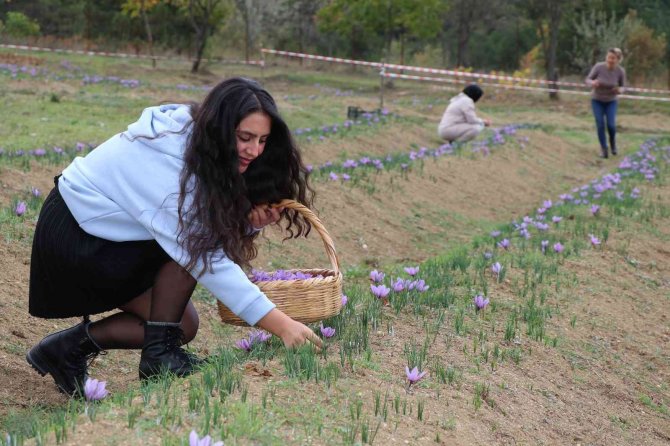 Yerli Ve Yabancı Turistlerin Gözdesi ’Safran Tarlaları’ İlçe Turizmini Hareketlendirdi