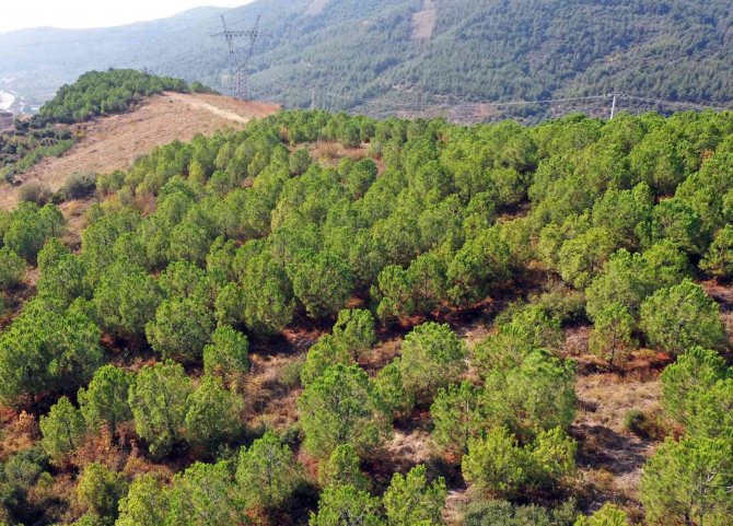 Osmangazi’de ‘Yeşil’ Dönüşüm