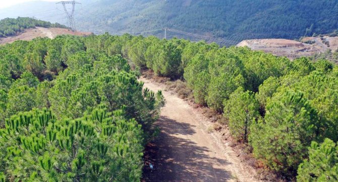 Osmangazi’de ‘Yeşil’ Dönüşüm