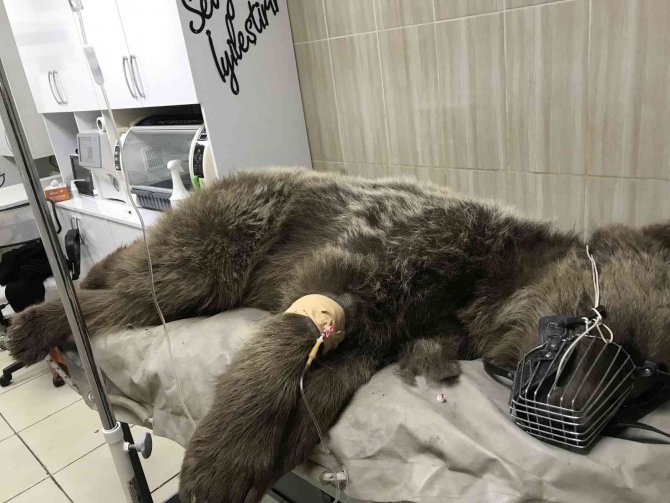 Otomobil Çarpan Ayı Tedavi Altına Alındı