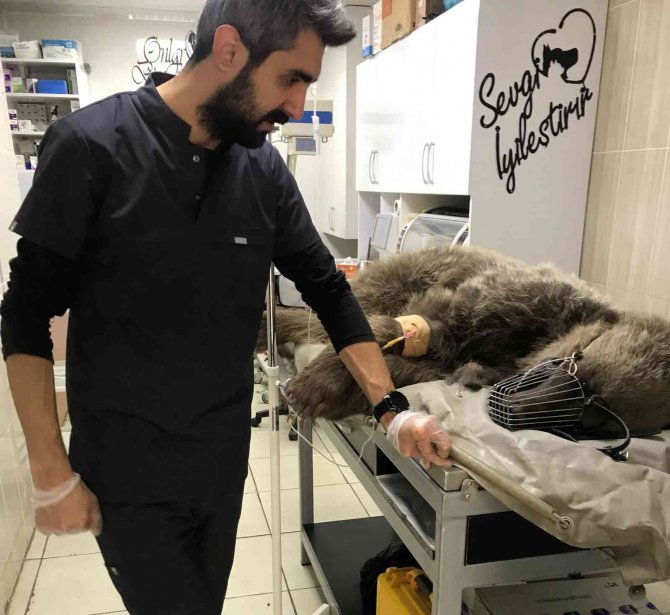 Otomobil Çarpan Ayı Tedavi Altına Alındı