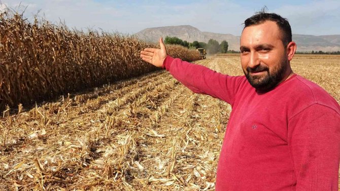 Dane Mısır Çiftçinin Yüzünü Güldürdü