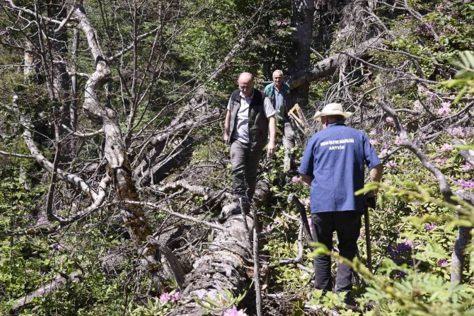 17 Bin Hektar Alana Sahip Hatila Milli Parkı’nın 700 Hektarlık Alanı İstilacı Böcek Tarafından Kuşatılmış Durumda