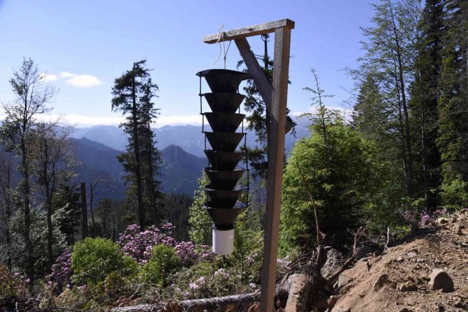 17 Bin Hektar Alana Sahip Hatila Milli Parkı’nın 700 Hektarlık Alanı İstilacı Böcek Tarafından Kuşatılmış Durumda