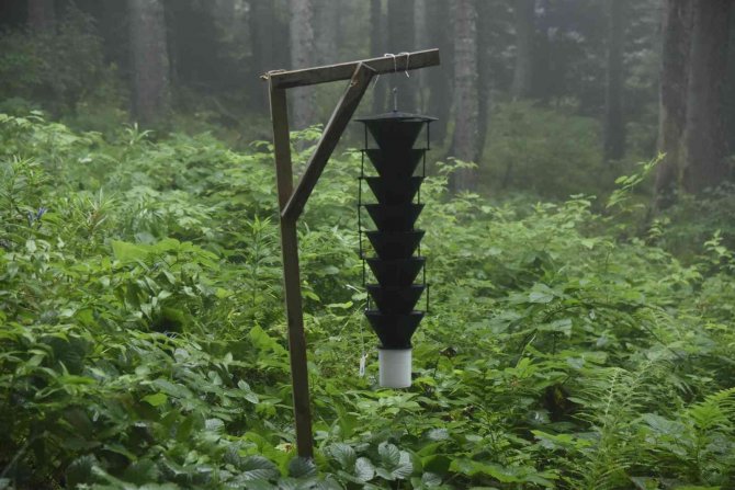 17 Bin Hektar Alana Sahip Hatila Milli Parkı’nın 700 Hektarlık Alanı İstilacı Böcek Tarafından Kuşatılmış Durumda