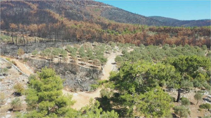 Bodrum’da Yanan Alanlar Eski Kimliğine Kavuşması İçin Akademisyenler Çalışma Başlattı
