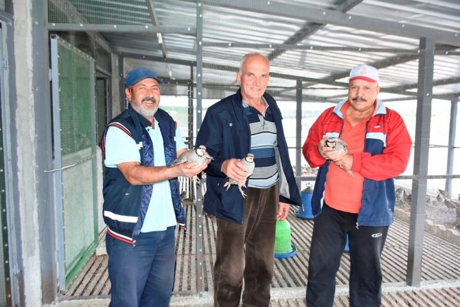 Bölgenin Tek Kınalı Keklik Üretim Tesisi İ̇nönü’de