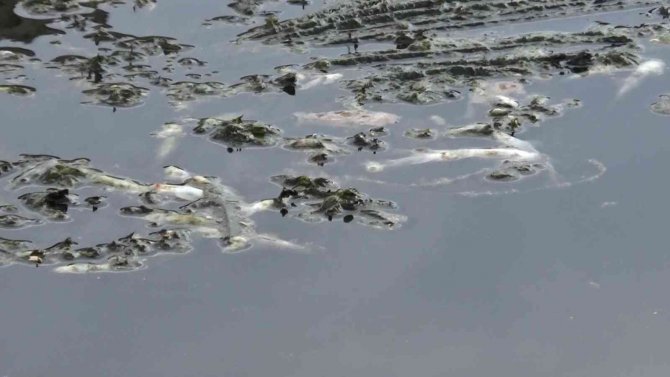 Dicle Nehri’nde Balık Ölümleri Vatandaşları Tedirgin Etti