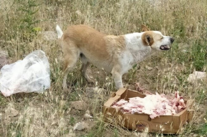 Havaların Soğumasıyla Sokak Hayvanlarının Beslenme Sıkıntısı Artmaya Başladı