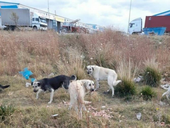 Havaların Soğumasıyla Sokak Hayvanlarının Beslenme Sıkıntısı Artmaya Başladı