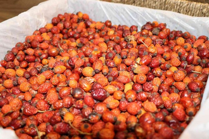 Kış Erken Geldi, Aktarlarda En Çok Satılan Ürünler Ihlamur Ve Kuşburnu Oldu