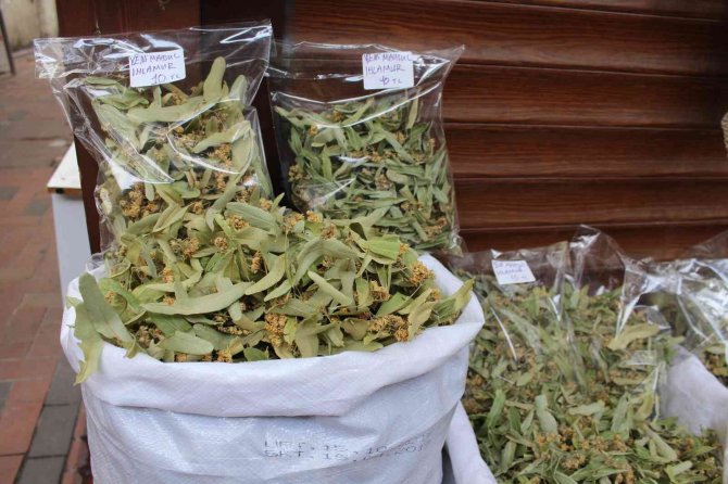 Gribe Kalkan Ihlamurun Kilosu 400 Lira