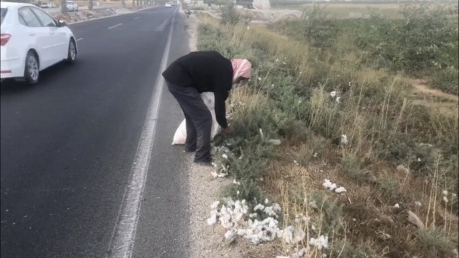 Yola Saçılan Pamuklar Geçim Kaynağı Oldu