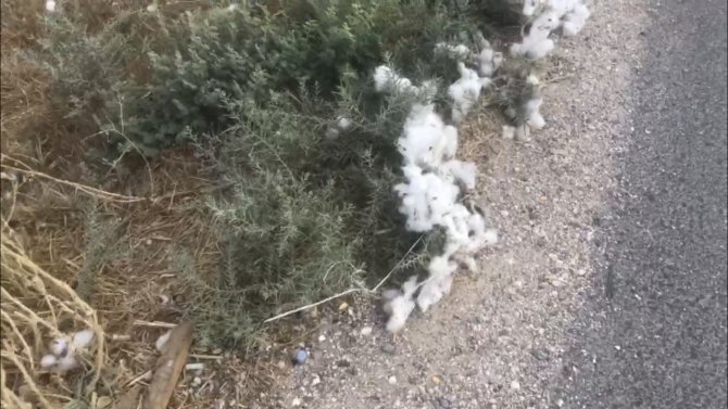 Yola Saçılan Pamuklar Geçim Kaynağı Oldu