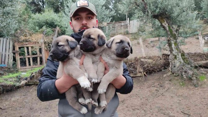 Sivas Kangallarını Bursa’da Yetiştirip Yavrularını 7 Bin Liradan Satıyor