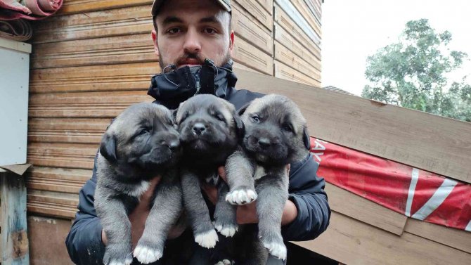 Sivas Kangallarını Bursa’da Yetiştirip Yavrularını 7 Bin Liradan Satıyor