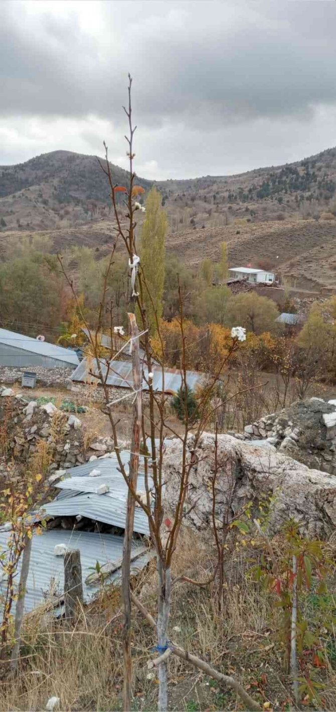 Armut Ağacında Sonbahar Sürprizi