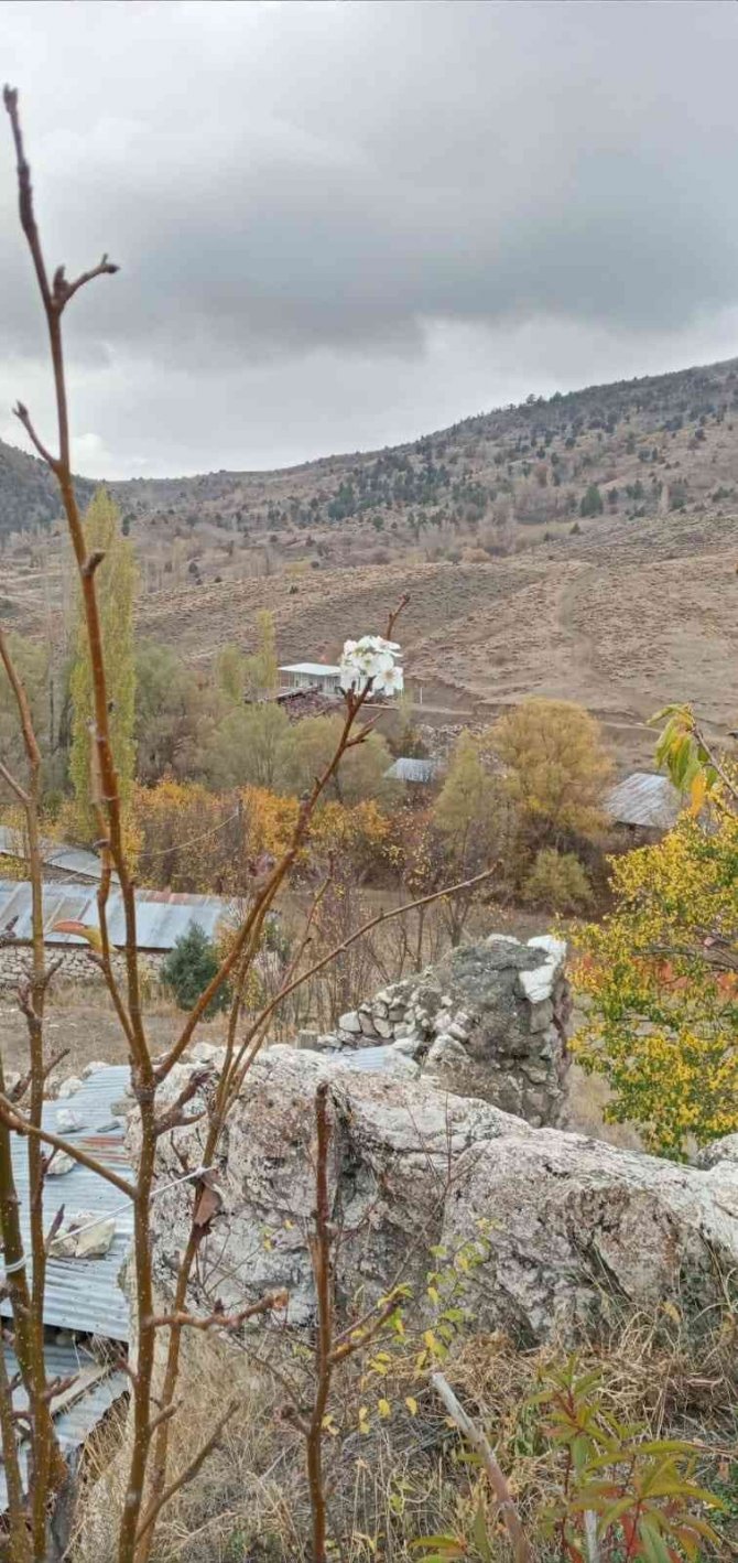 Armut Ağacında Sonbahar Sürprizi