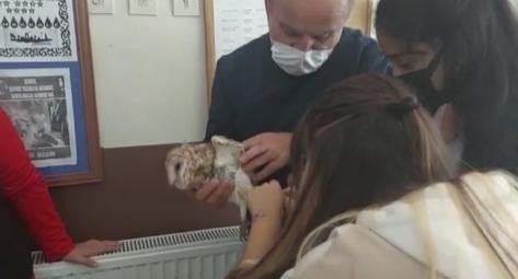 Öğrenciler Paçalı Baykuş’un Hayatını Kurtardı