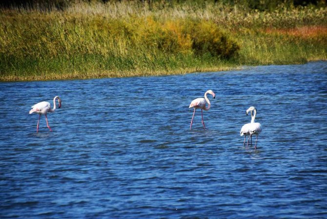 Aliağa’da Flamingoların Görüntüsü Hayran Bırakıyor