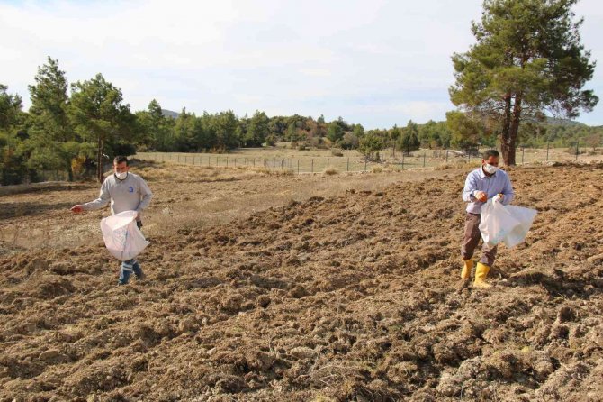 Büyükşehir Belediyesinden Çiftçiye Hibe Buğday Tohumu Desteği