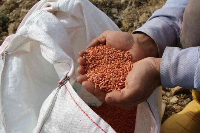 Büyükşehir Belediyesinden Çiftçiye Hibe Buğday Tohumu Desteği