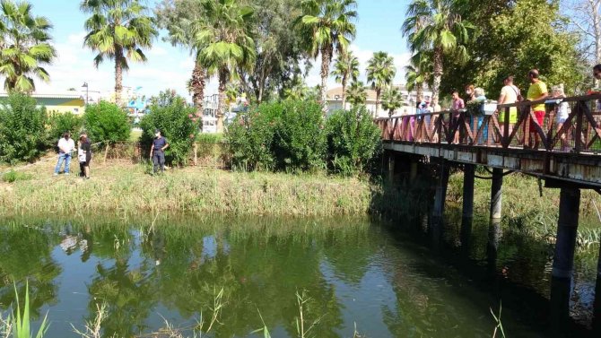 Nifrit Deresi’nde Balıklar Kirlilikten Oksijensiz Kaldı