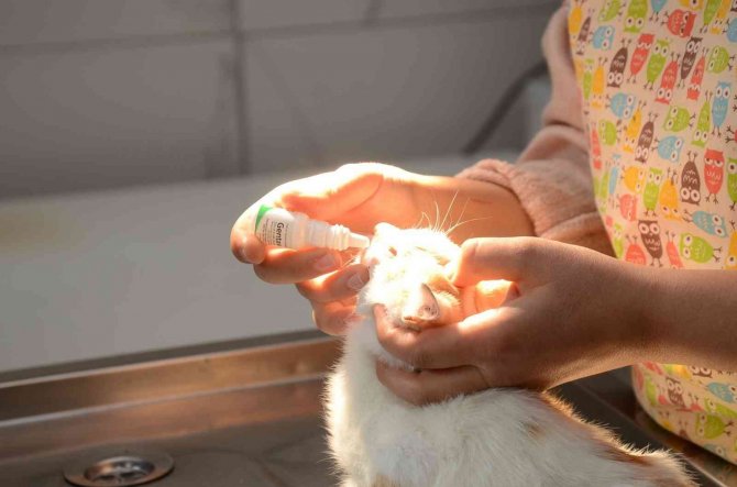 Yaralı Kedinin İmdadına Veteriner Hekim Yetişti