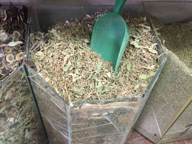 Ihlamur ’Yeşil Altın’ Olma Yolunda İlerliyor