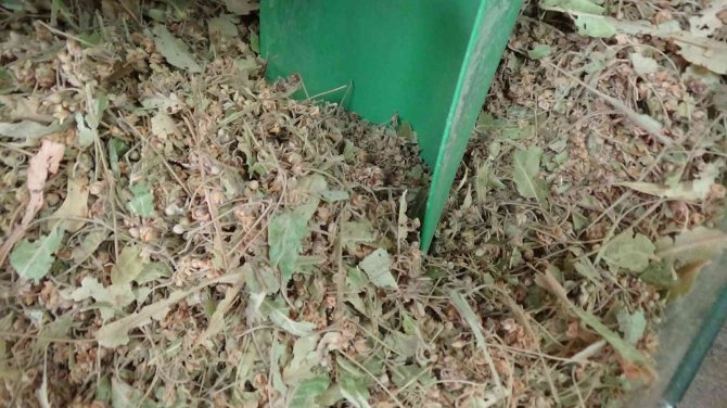 Ihlamur ’Yeşil Altın’ Olma Yolunda İlerliyor