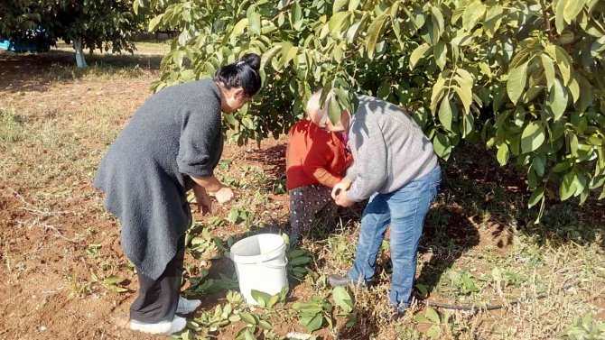 Meşhur Çameli Cevizinde Hasat Zamanı