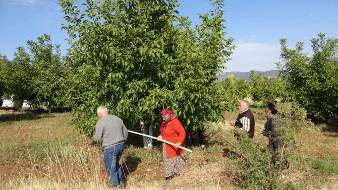 Meşhur Çameli Cevizinde Hasat Zamanı