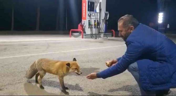 Milli Futbolcunun Babası Tilkiyi Eliyle Besledi