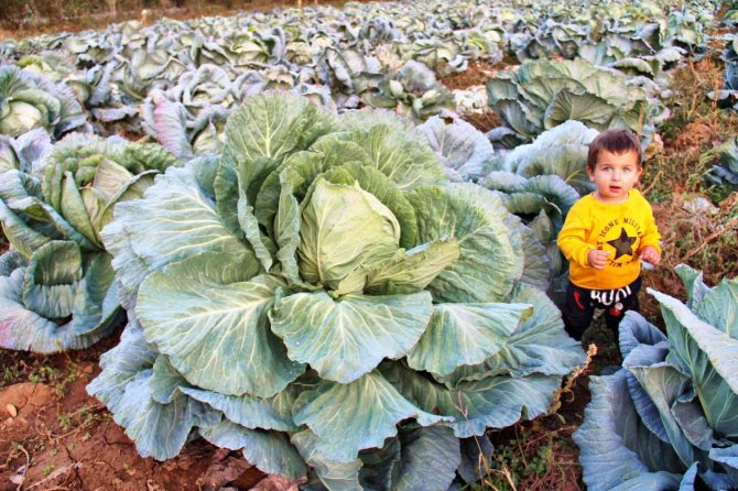 Kahramanmaraş’ta Dev Lahanalar Görenleri Şaşırtıyor