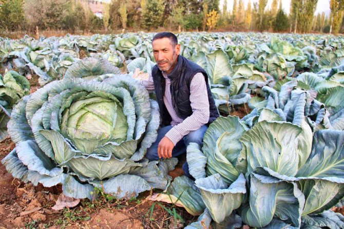 Kahramanmaraş’ta Dev Lahanalar Görenleri Şaşırtıyor