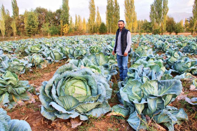 Kahramanmaraş’ta Dev Lahanalar Görenleri Şaşırtıyor