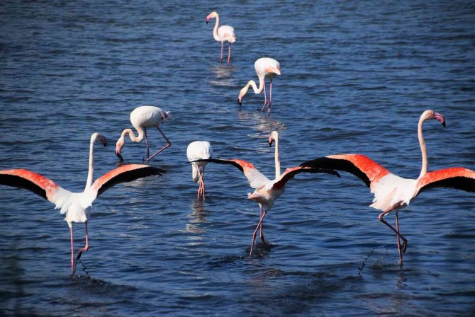 Aliağa’da Flamingoların Görüntüsü Hayran Bırakıyor